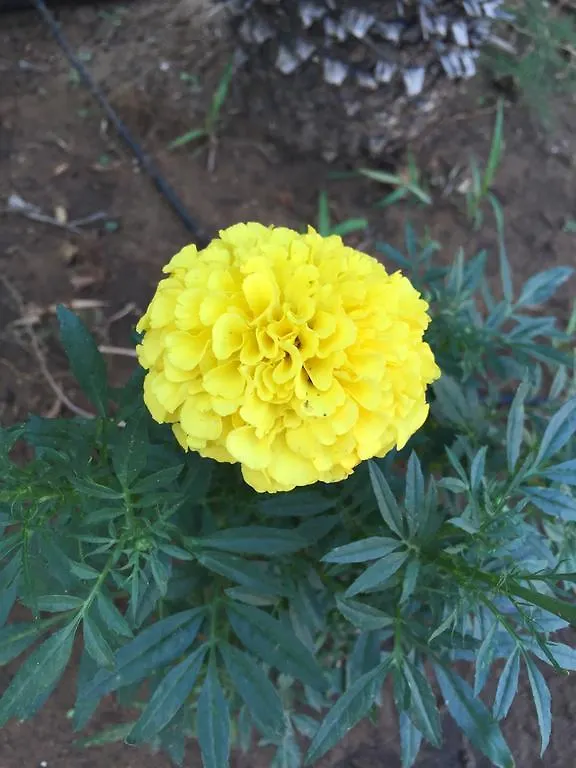 B&B Fiori Gialli Caucana Santa Croce Camerina